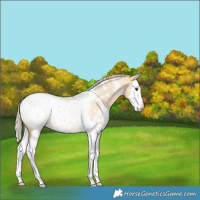 Horse Color:White Spotted Palomino Roan Dun Splash Appaloosa 