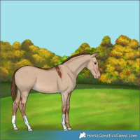 Horse Color:Red Dun Appaloosa 