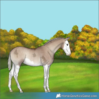 Horse Color:Silver Grullo Ice Onyx Splash Rabicano