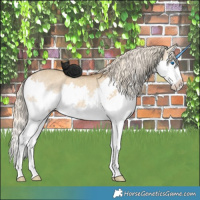 Horse Color:Chocolate Palomino Dun Splash Rabicano