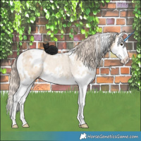 Horse Color:White Spotted Chocolate Palomino Roan Dun Splash Appaloosa Rabicano 