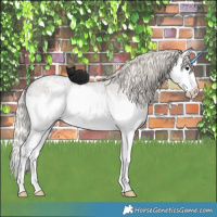 Horse Color:Silver Smoky Grullo Roan Splash Appaloosa Rabicano 