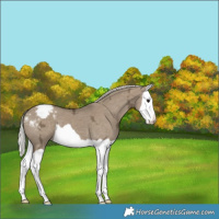 Horse Color:Silver Smoky Grullo Ice Splash Appaloosa 