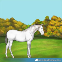 Horse Color:White Spotted Liver Red Dun Roan Splash Appaloosa Rabicano