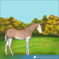 Horse Color:Silver Bay Dun Splash Rabicano 