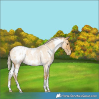 Horse Color:White Spotted Palomino Roan Dun Varnish Rabicano 