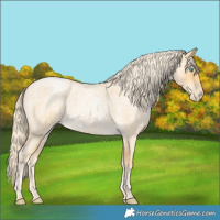 Horse Color:Palomino Roan Pearl  and Palomino Roan Pearl 