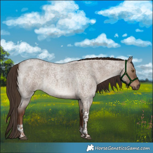Horse Color:Liver Red Dun Roan Tobiano 