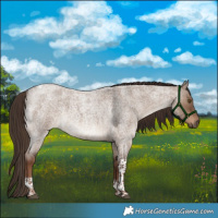 Horse Color:Liver Red Dun Roan Tobiano 