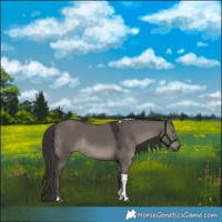 Horse Color:Smoky Grullo Sabino Tobiano Rabicano 