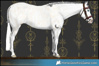 Horse Color:Palomino Roan Pearl Blanket  and Palomino Roan Pearl Blanket 