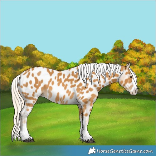 Horse Color:Palomino Appaloosa 