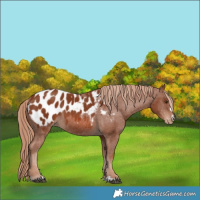 Horse Color:Chestnut Appaloosa