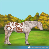 Horse Color:Chestnut Blanket 