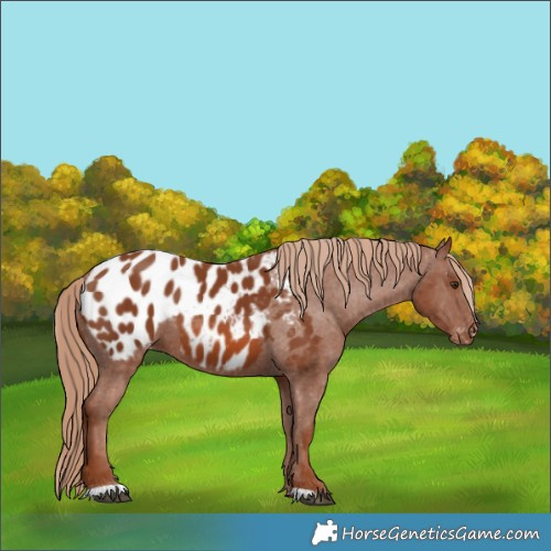 Horse Color:Chestnut Appaloosa 