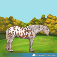 Horse Color:Chestnut Near Leopard 