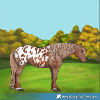 Horse Color:Chestnut Appaloosa