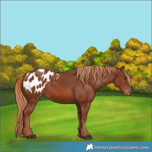 Horse Color:Chestnut Appaloosa 