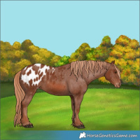 Horse Color:Chestnut Blanket 