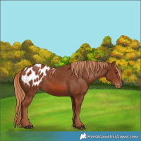 Horse Color:Chestnut Appaloosa 