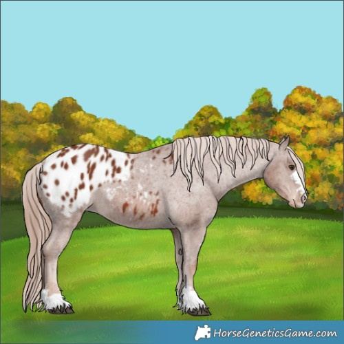 Horse Color:Chestnut Appaloosa 