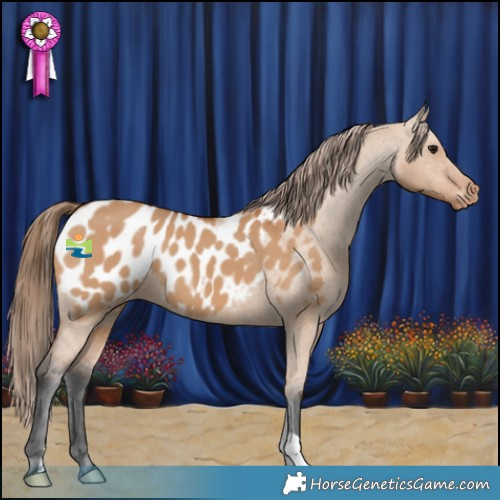 Horse Color:Bay Dun Appaloosa 