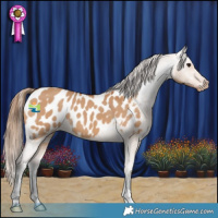 Horse Color:Bay Dun Appaloosa
