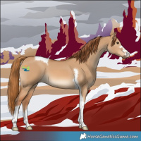 Horse Color:Red Dun Tobiano 
