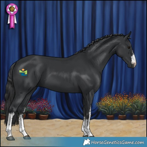 Horse Color:White Spotted Black 