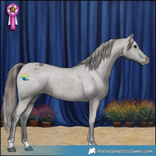 Horse Color:Grullo Appaloosa 