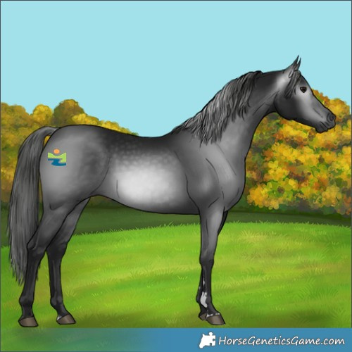Horse Color:Gray Black 