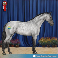 Horse Color:Blue Roan 