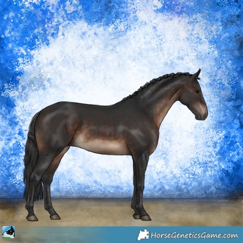 Horse Color:Brown Rabicano 