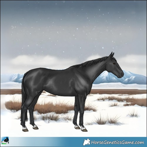 Horse Color:Black Rabicano