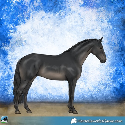 Horse Color:Black Rabicano 