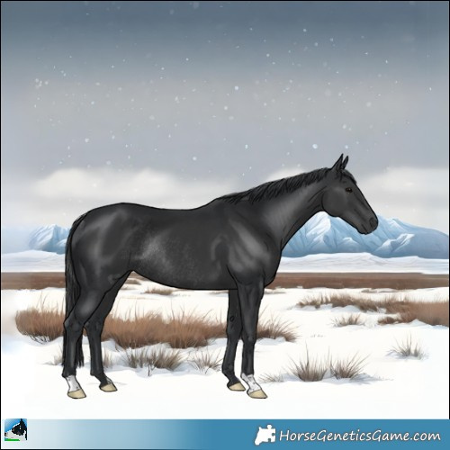 Horse Color:Black Rabicano