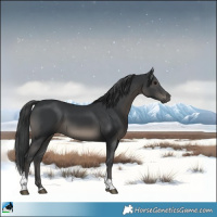 Horse Color:Black Tobiano Rabicano