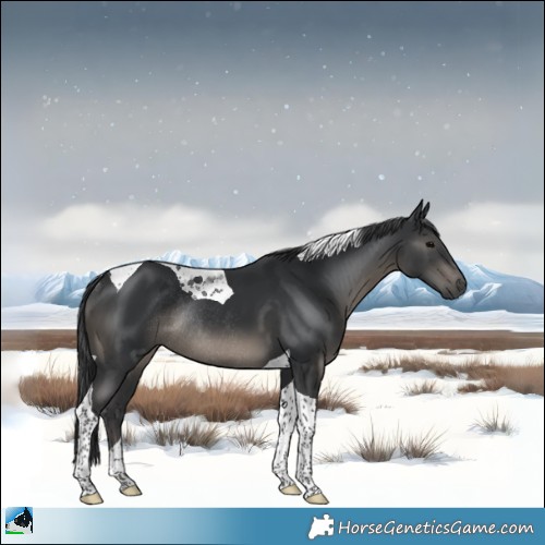 Horse Color:Black Tobiano Rabicano