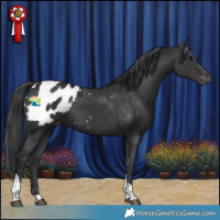 Horse Color:Black Tobiano Appaloosa 