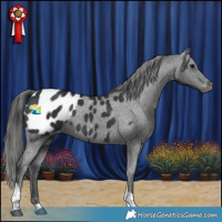 Horse Color:Black Tobiano Appaloosa 