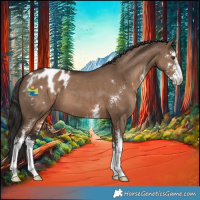 Horse Color:Liver Red Dun Sabino Appaloosa 