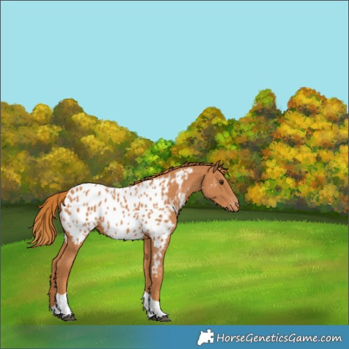 Horse Color:Chestnut Tobiano Appaloosa 