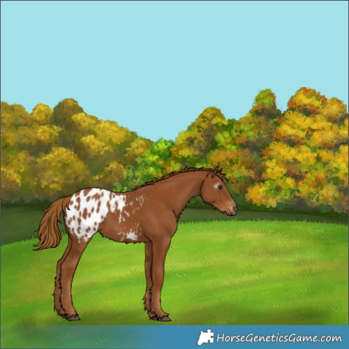 Horse Color:Gray Chestnut Appaloosa 