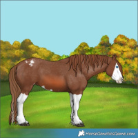 Horse Color:Chestnut Splash Varnish 