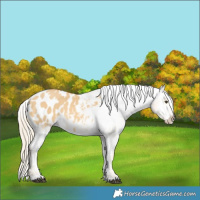 Horse Color:Palomino Dun Appaloosa 