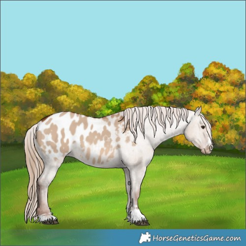 Horse Color:Red Dun Appaloosa 