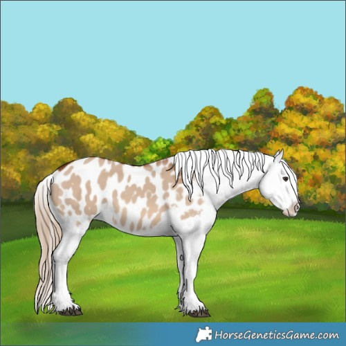 Horse Color:Red Dun Blanket 