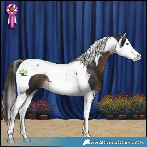 Horse Color:Liver Chestnut Splash Tobiano 