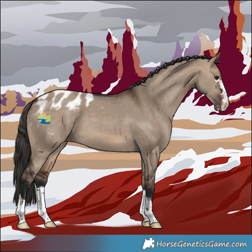 Horse Color:Brown Dun Appaloosa 