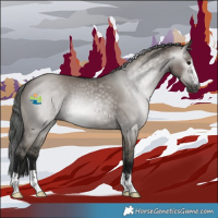 Horse Color:Gray Grullo Appaloosa 